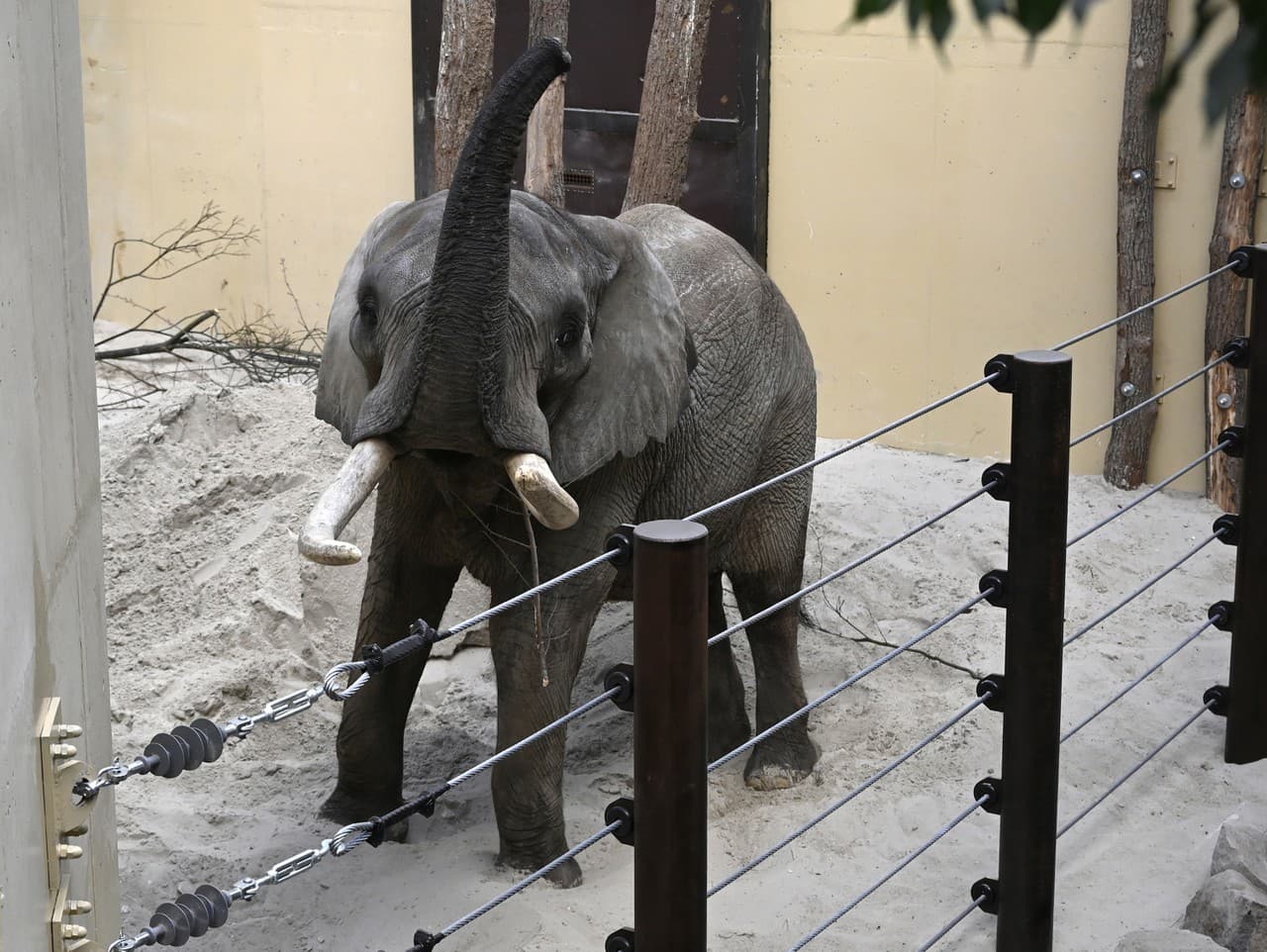 Nový slon Tembo