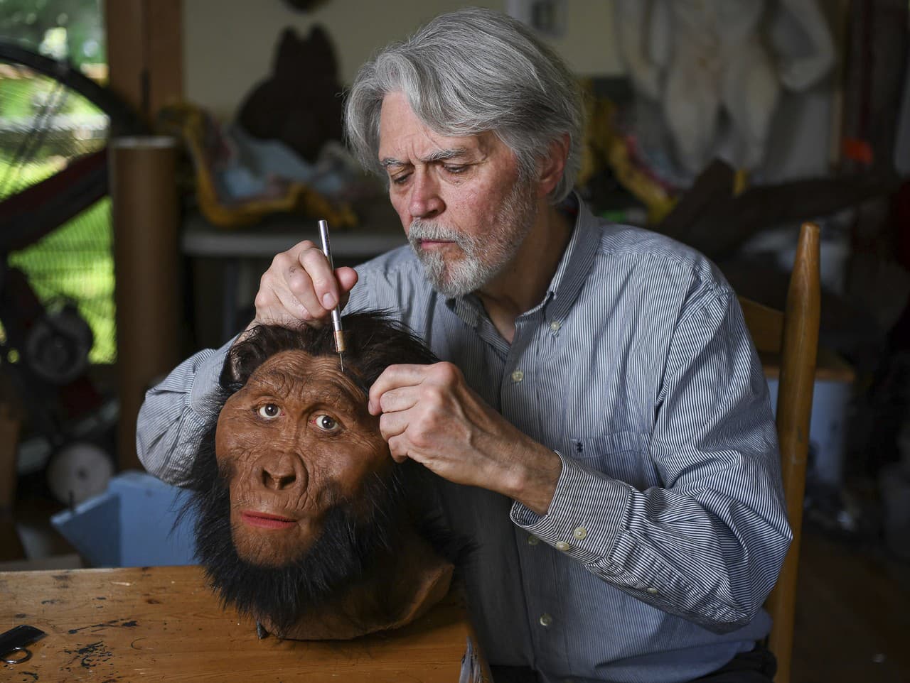 Paranthropus robustus