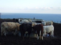 Isle of Wight, Veľká Británia