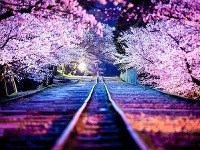 Sakuri, Japonsko
