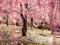 Sakuri, Japonsko