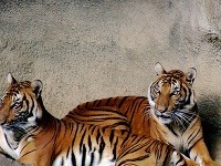 Tiger indočínsky