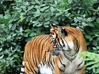 Tiger indočínsky