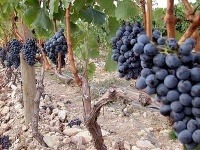 Bordeaux, Francúzsko