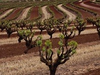 Údolie Barossa, Austrália