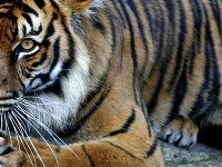 ZOO Taronga, Sydney, Austrália