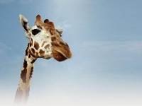 ZOO Taronga, Sydney, Austrália