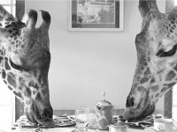 Hotel GiraffeManor, Keňa