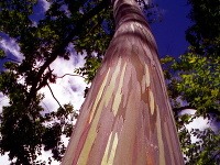 Dúhový eukalyptus