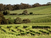 Vinice v Coonaawarra, Austrália