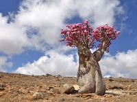 Púštna ruža, Ostrov Socotra, Jemen