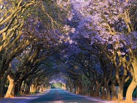 Jacaranda mimosifolia