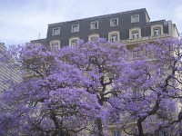 Jacaranda mimosifolia