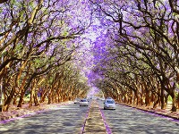 Jacaranda mimosifolia kvitne aj v Zimbabwe