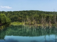 Modré jazierko, Japonsko