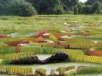 V Amazónii je najväčšia biodiverzita na planéte. Prales funguje ako DNA banka.