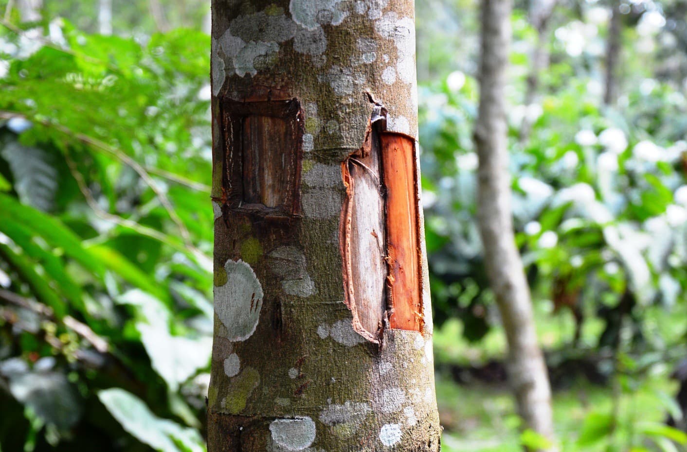 Секрет рождественских запахов: корица