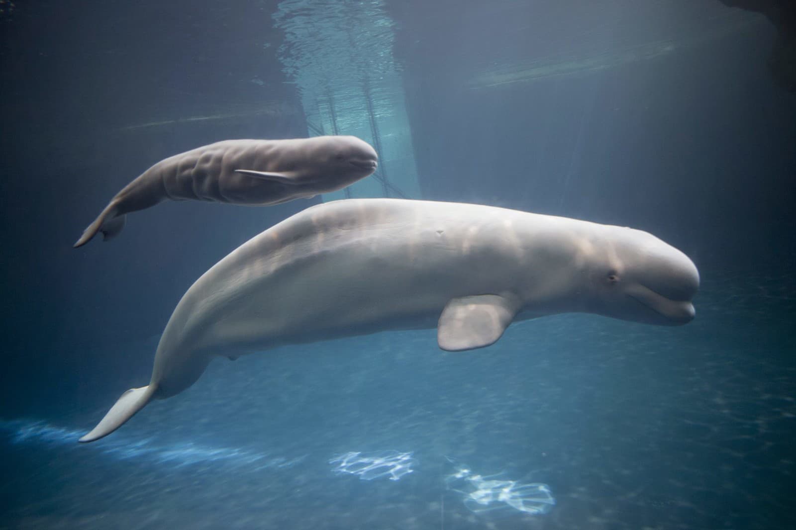 Mauyak, bieluha morská  pláva so svojím mláďaťom  v akváriu Abbott Oceanarium v Chicagu.