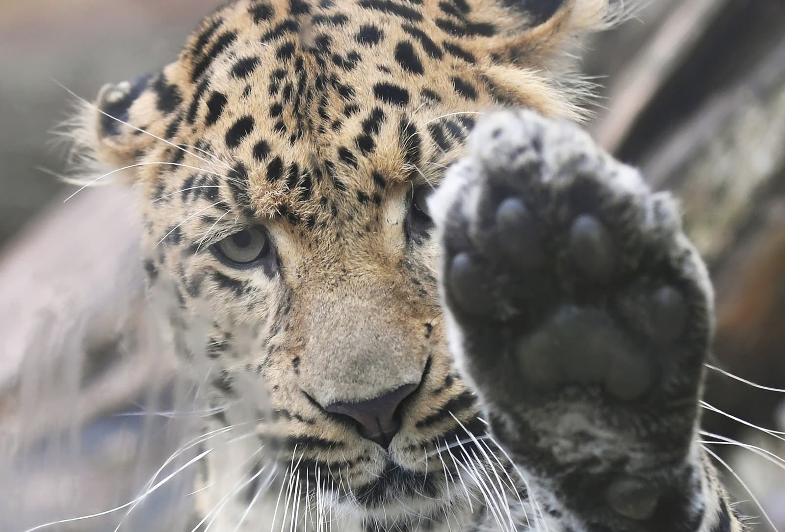 Leopard čínsky v košickej zoo