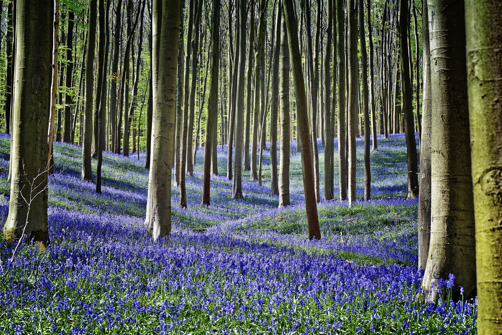 Modrý les Hallerbos