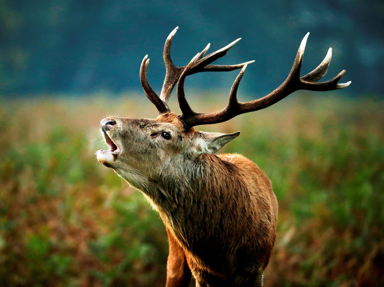 Олень леса (Certus elaphus) во время Руджи в Буше осеннего парка на юго -западе Лондона в Англии