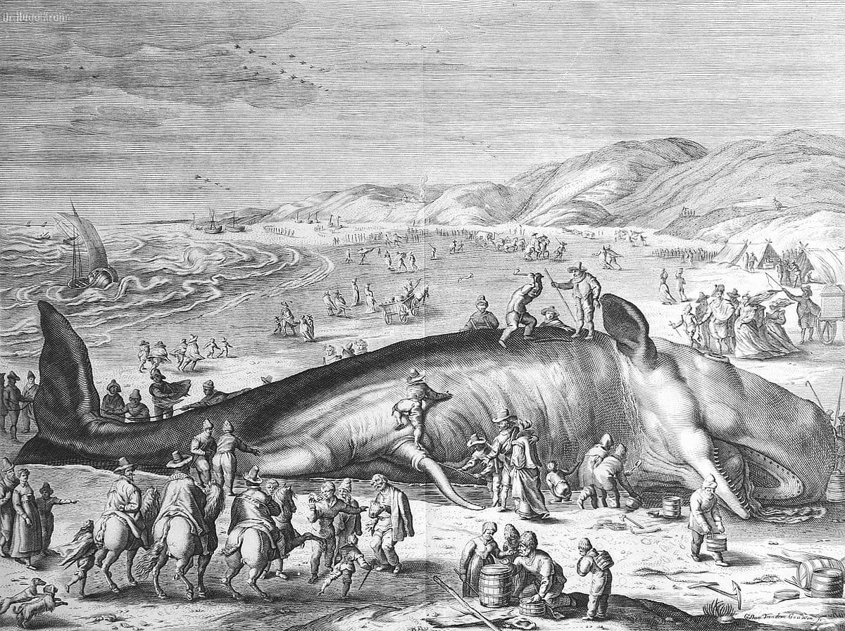 Rytina Williama van der Gouwen zobrazujúca 21,3-metrovú veľrybu, ktorá uviazla na nizozemskom pobreží 3. februára 1598