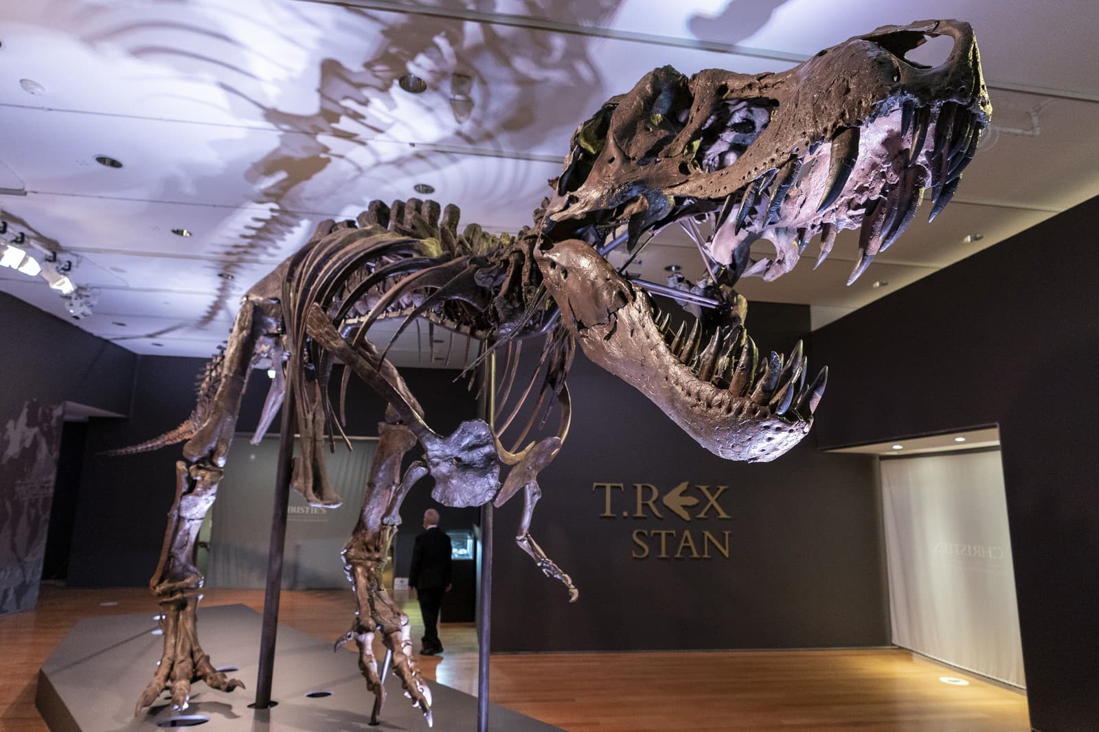 Kostra tyrannosaura rex