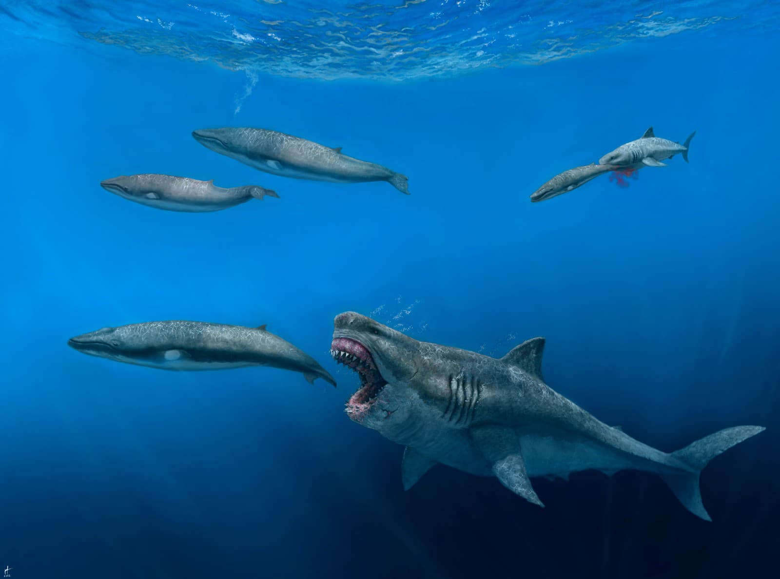 Megalodon patril k najstrašidelnejším
