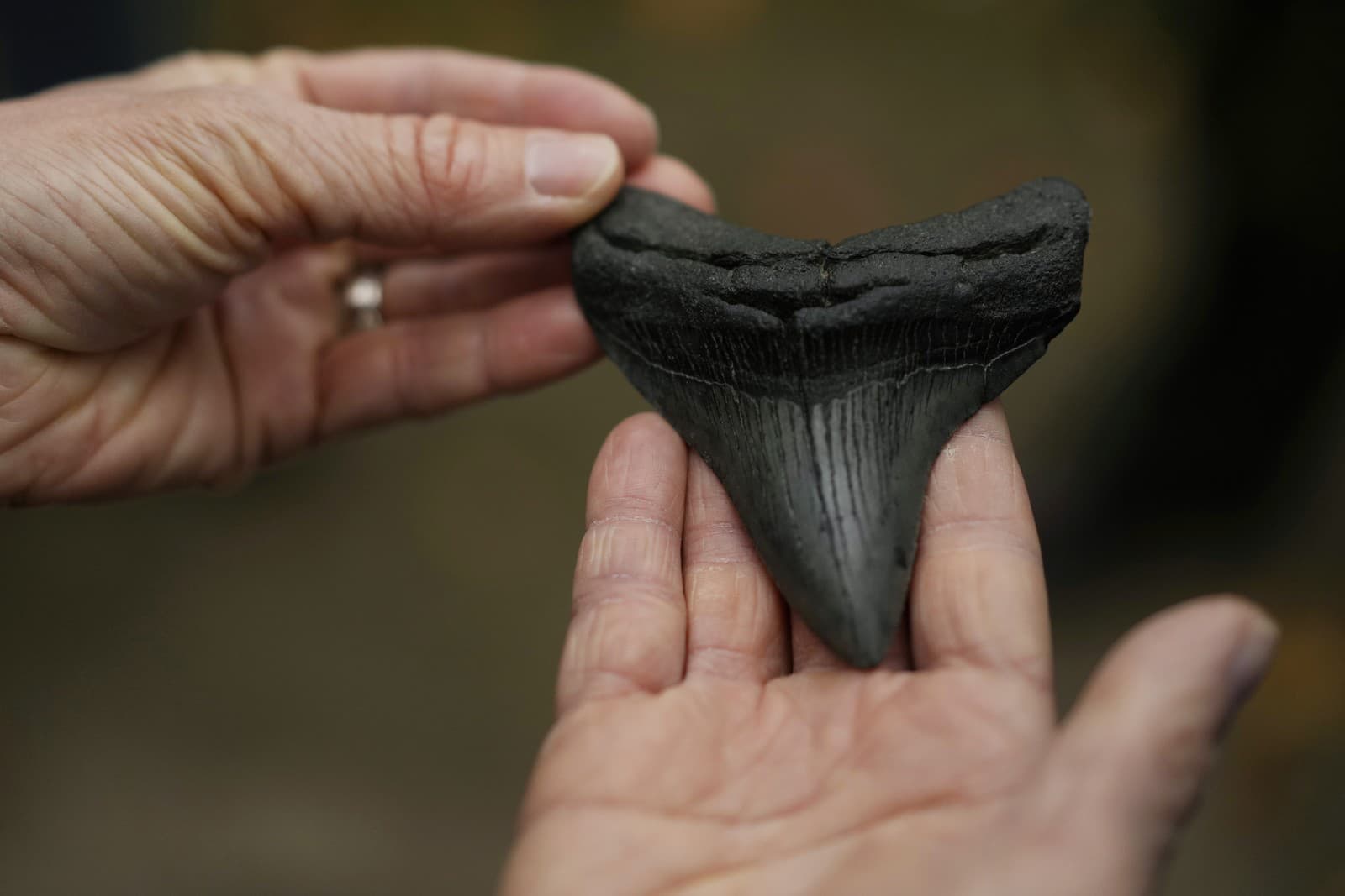Megalodon patril k najstrašidelnejším
