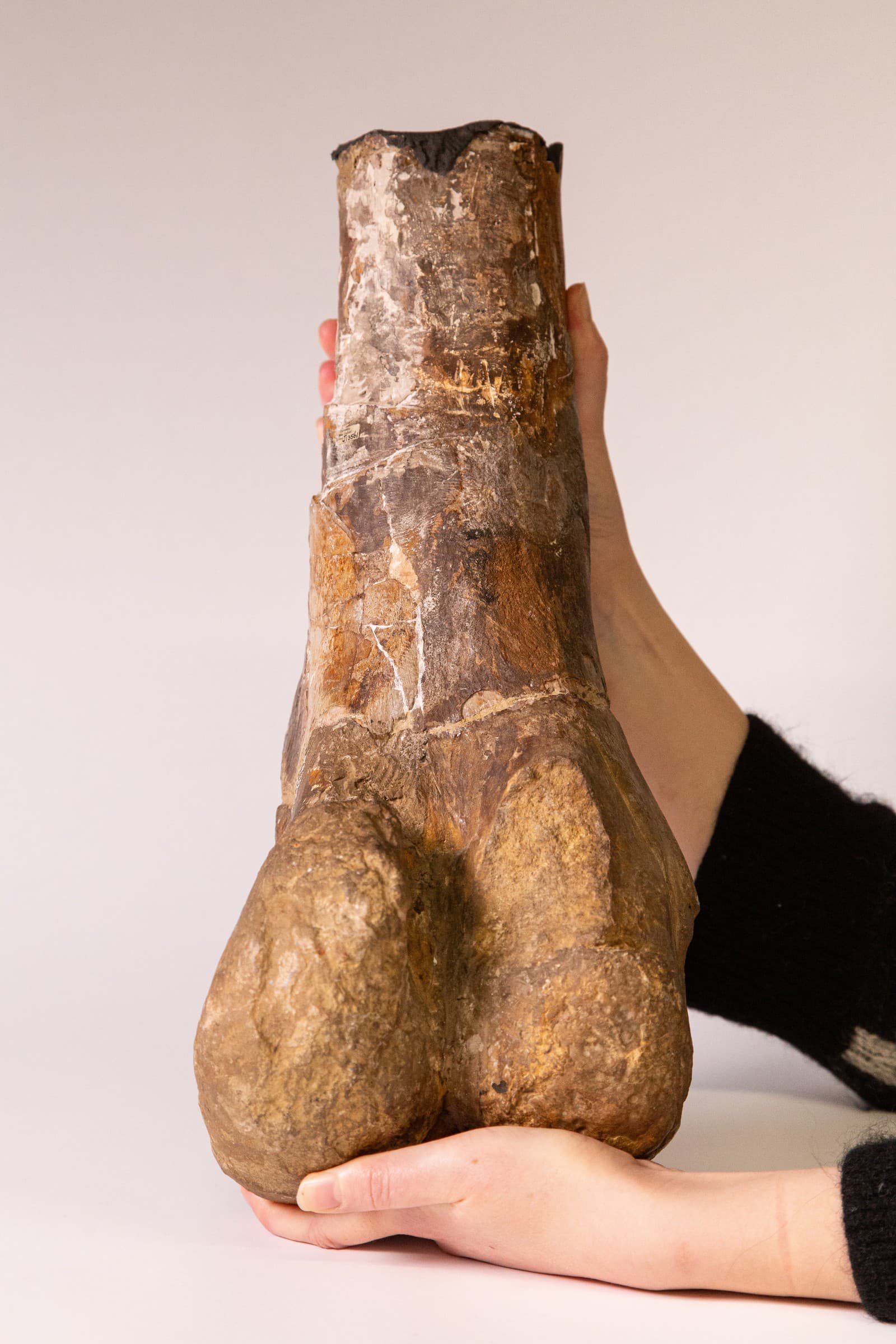 Spodná časť fosílnej stehennej kosti nájdenej v Stonesfield, ktorá sa použila v roku 1824 pri popise Megalosaura.