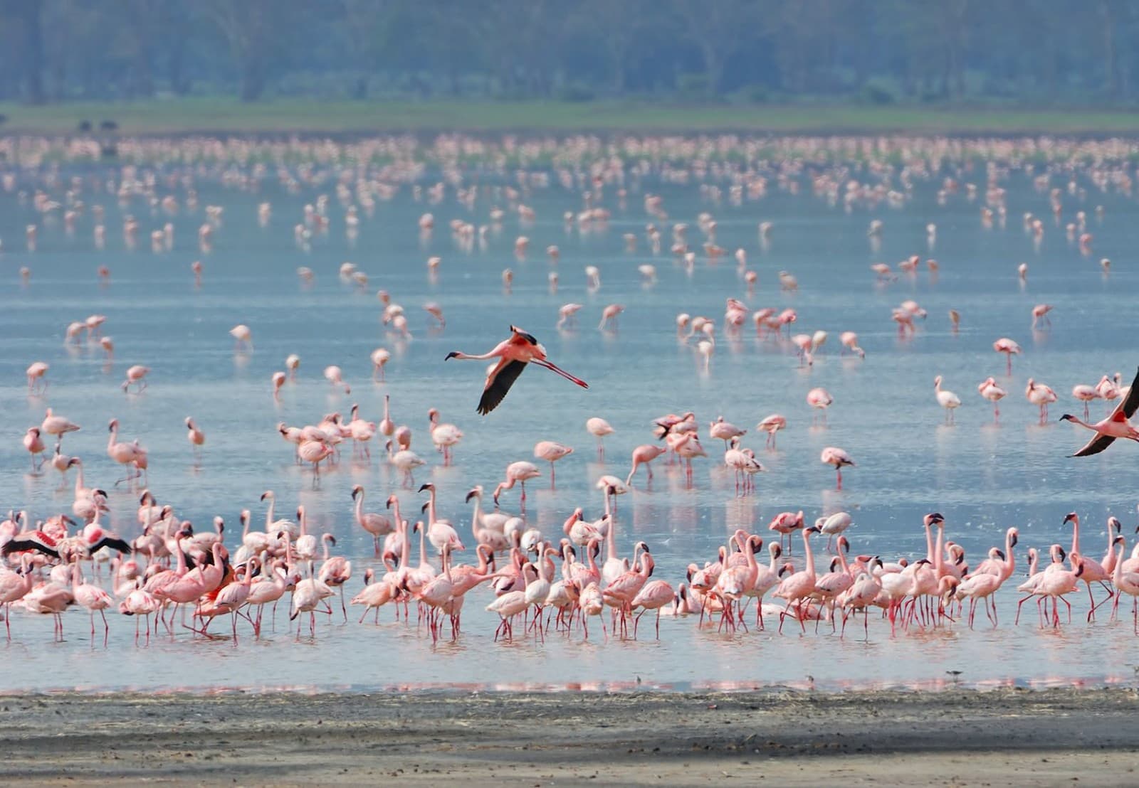 Plameniaky v Ngorongoro