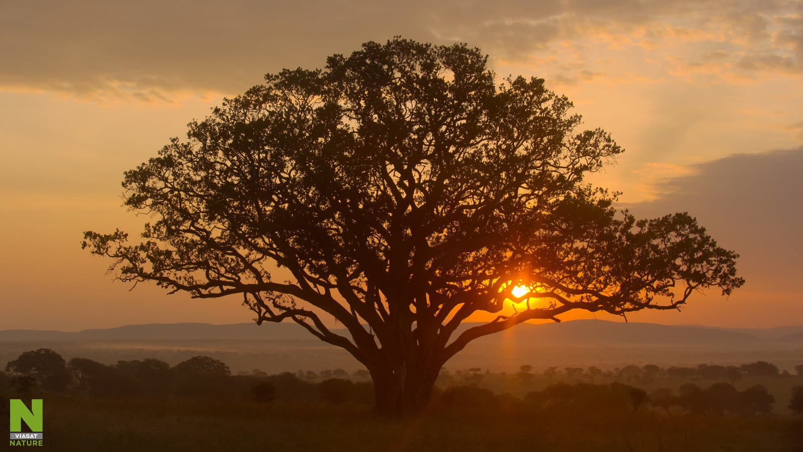 Serengeti je domovom najväčších