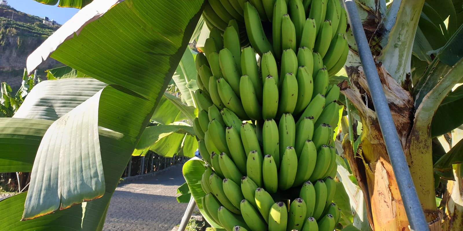 Na Madeire zostáva len 20 percent produkcie banánov, ostatné sa vyvážajú na pevninu.