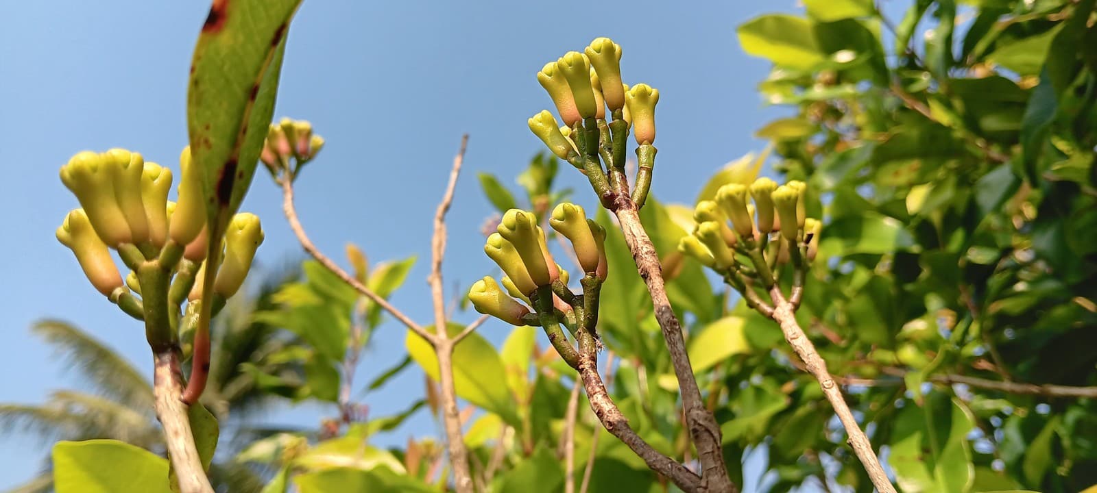 Секрет рождественских запахов: корица