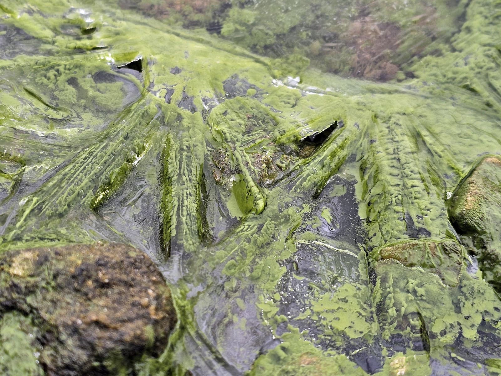 Увлекательная игра природы: Плотина