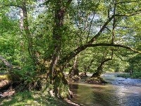 Jelša lepkavá, Slatinka