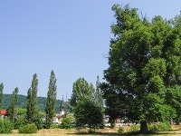 Brest hrabolistý, Snina