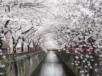 Kvitnutie čerešní, Japonsko