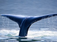 Pri pobreží sa občas mihnú i veľryby, túto sa podarilo zachytiť v blízkosti aljašského Juneau.
FOTO: bigstock.com
