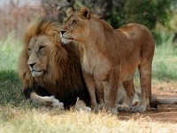 Dospelý Simba s družkou – druhá najväčšia mačkovitá šelma na svete dokáže byť veľmi elegantná, ale zároveň i krutá.
FOTO: bigstock.com
