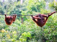 Na meter od orangutanov: V Sandakane na Borneu majú svoj raj