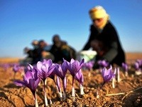 Obrazom: Najdrahšia korenina sveta pochádza z Iránu