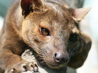 Madagaskar a jeho vzácni obyvatelia: Takéto zvieratá inde nenájdete