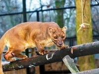 Madagaskar a jeho vzácni obyvatelia: Takéto zvieratá inde nenájdete
