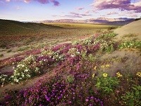 V týchto dňoch ju však ozdobia "koberce" kvetov.