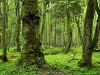 Poslednému pralesu v Európe hrozí záhuba: Vláda v ňom chce ťažiť drevo