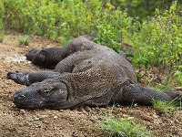 Ostrov Komodo, Indonézia Ostrov Komodo, Indonézia