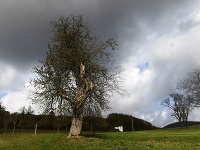 Jabloň z Bošácej je Jabloň z Bošácej je