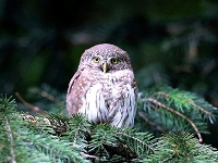 Kuvičok vrabčí alebo kuvik vrabčí (lat. Glaucidium passerinum)