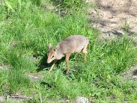 © ZOO Bratislava